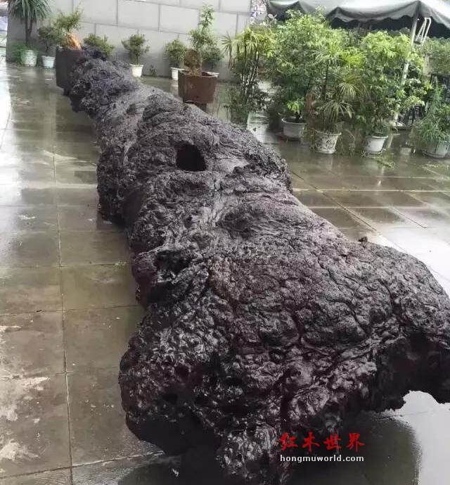 金丝楠的“三类三别”-4