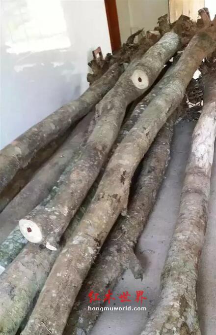 纯干货：海南黄花梨最全面的知识-3