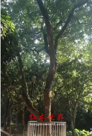 纯干货：海南黄花梨最全面的知识-5