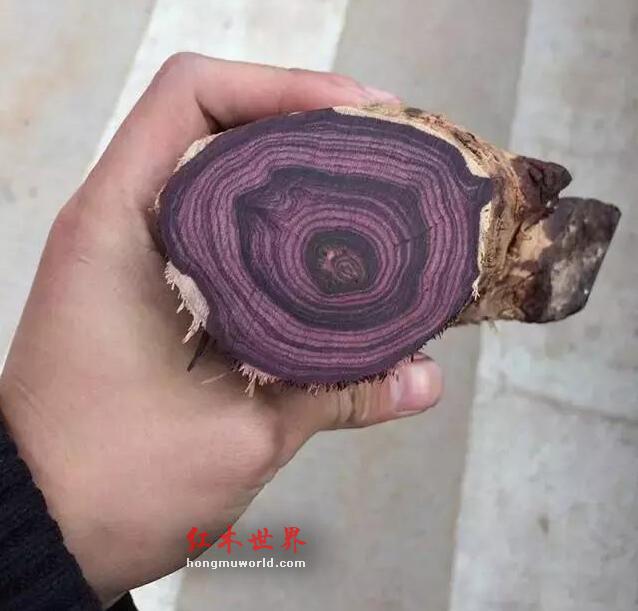 纯干货：海南黄花梨最全面的知识-8
