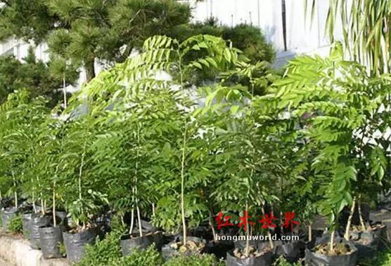 纯干货：海南黄花梨最全面的知识-9