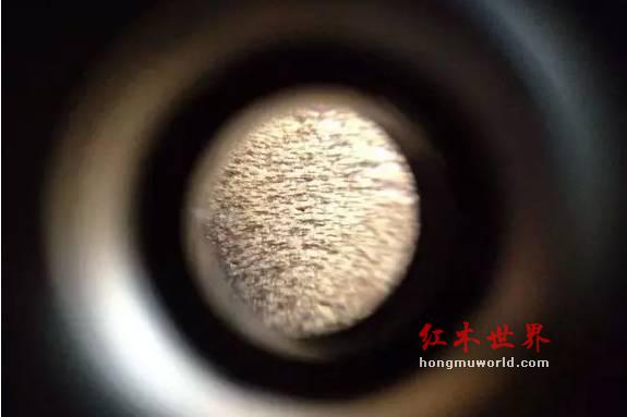 100倍显微镜下的金丝楠木，你见过吗？-1