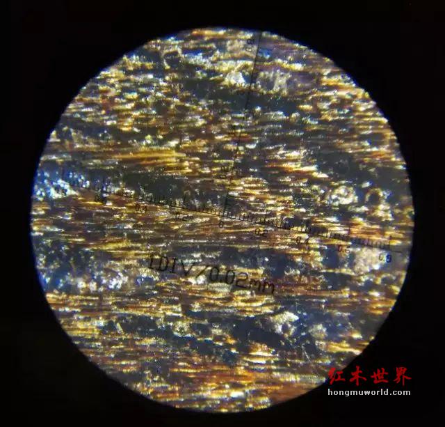 100倍显微镜下的金丝楠木，你见过吗？-6