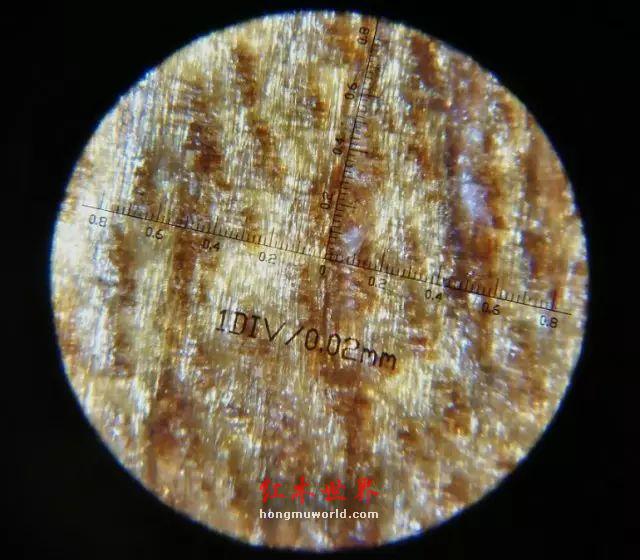 100倍显微镜下的金丝楠木，你见过吗？-11