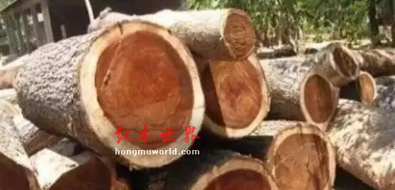 红木中的平民对决 缅甸大果紫檀材质好还是刺猬紫檀材质好？-1