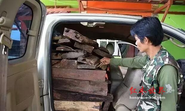 环境保护组织警告：大红酸枝将在2026年绝迹！-1