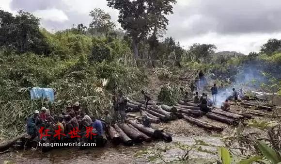 环境保护组织警告：大红酸枝将在2026年绝迹！-3