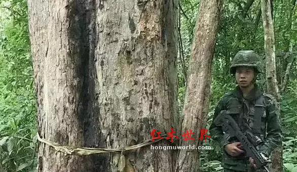 从荷枪实弹轮班值守，看红木原材价格上涨-4