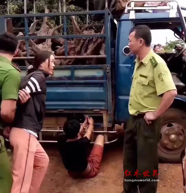 从荷枪实弹轮班值守，看红木原材价格上涨-5