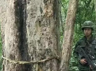 从荷枪实弹轮班值守，看红木原材价格上涨