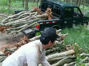 海南黄花梨有希望，我们搞起了黄花梨种植基地