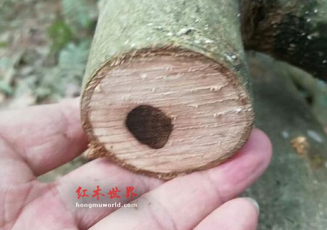 海南黄花梨有希望，我们搞起了黄花梨种植基地-3
