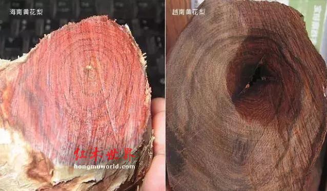 海南黄花梨与越南黄花梨的黑色素鉴别-1