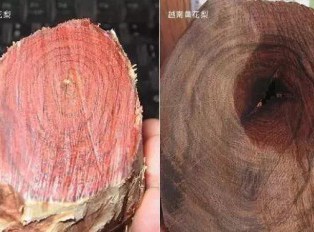 海南黄花梨与越南黄花梨的黑色素鉴别