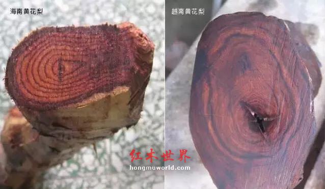 海南黄花梨与越南黄花梨的黑色素鉴别-2