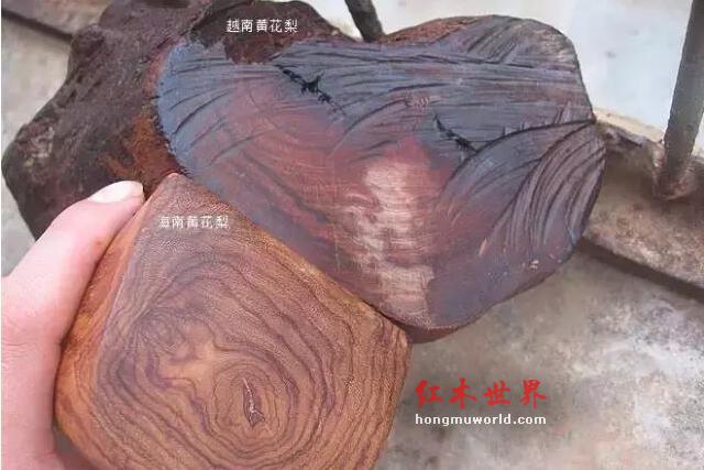 海南黄花梨与越南黄花梨的黑色素鉴别-6