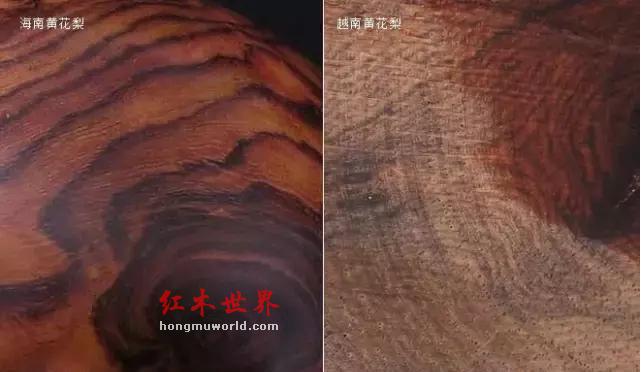 海南黄花梨与越南黄花梨的黑色素鉴别-7