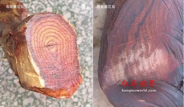 海南黄花梨与越南黄花梨的黑色素鉴别-8