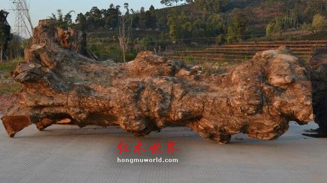 什么是金丝楠 辨别金丝楠手串小知识-2