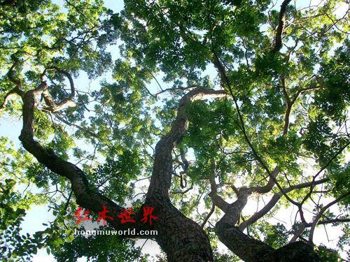 为什么喜欢红木的人多长寿？-1