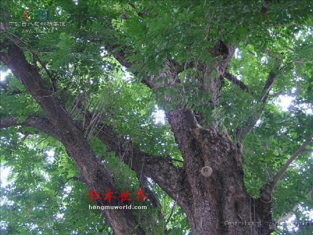 为什么喜欢红木的人多长寿？-3