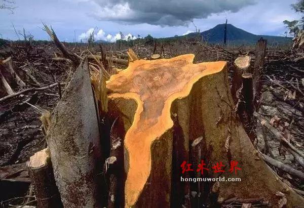 大红酸枝已无大料，大红酸枝家具必将进入“定制化”时代-8