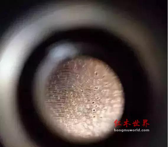 金丝楠木和桢楠的“家谱”-2