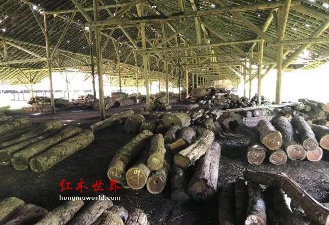 国内四大原木市场：价格行情一览-1