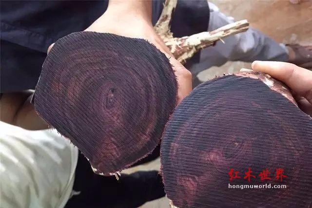 海南黄花梨繁华尊贵背后的辛酸岁月-4