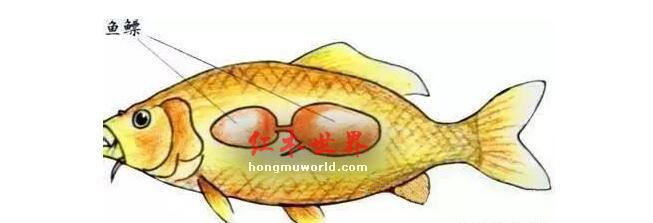 古代让古典家具更加牢固的“秘宝”是什么，你知道吗？-1