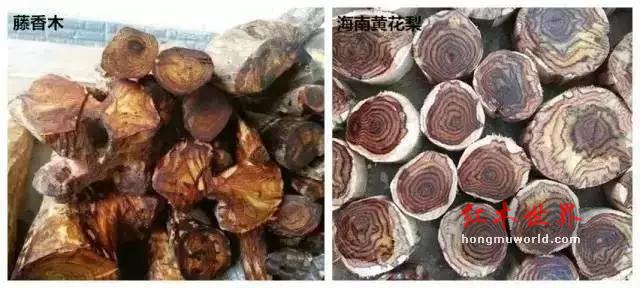 藤香木：海黄造假界的霸主！-4