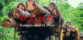 3月中下旬红木家具原材料，最新价格变动以及行情走势-1