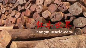 3月中下旬红木家具原材料，最新价格变动以及行情走势-3