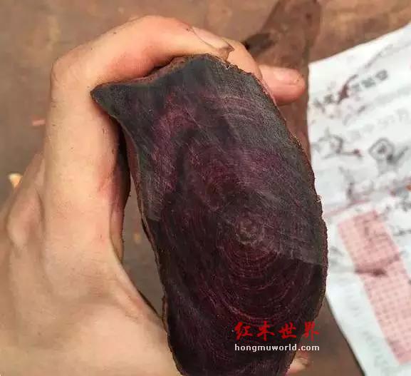 关于海黄油梨的分类-3