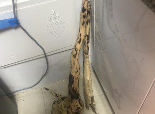 福利篇：一条极品海南黄花梨手串的加工过程