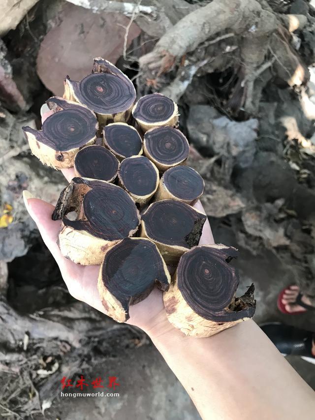 福利篇：一条极品海南黄花梨手串的加工过程-4