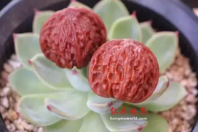只要记住这1句简单的话，任何手串都能100%包浆-19