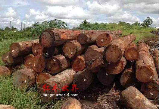红木原材一周行情走势综述（6月25日至7月1日）-4