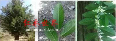 大叶黄花梨，将替代黄花梨？-5