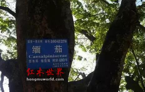 警惕这“九个兄弟”都说叫“缅甸花梨”，购买请擦亮眼！-6