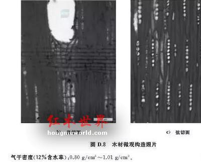 红木百科：大果紫檀（缅甸花梨）-3