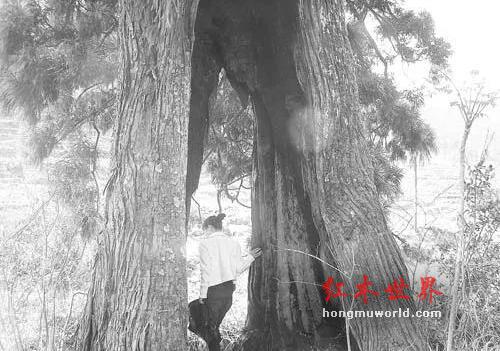 十檀九空、百年寸檀——其实大多数人都还不知道真相！-13