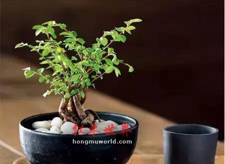 如何捯饬一个古典优雅的书房？-2