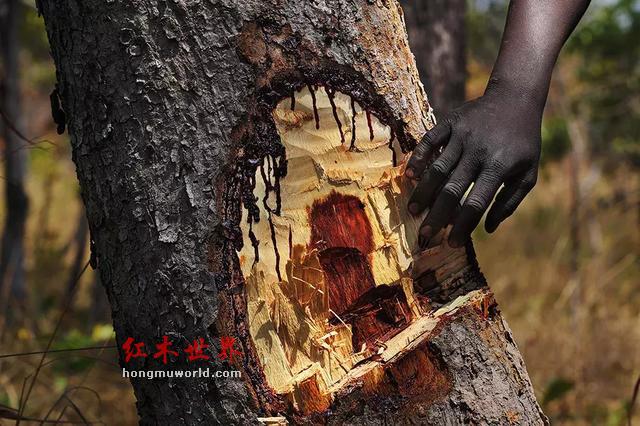 “滴血”的红木原材料与“隐形”的中国商人-3