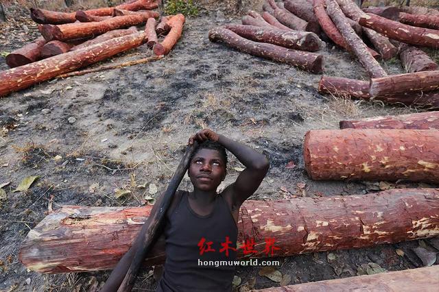 “滴血”的红木原材料与“隐形”的中国商人-6