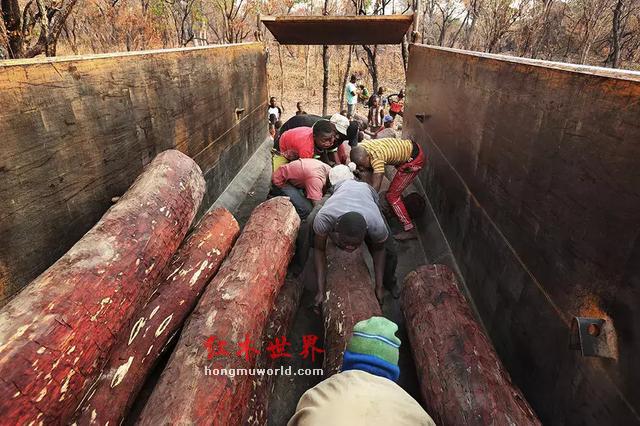 “滴血”的红木原材料与“隐形”的中国商人-10