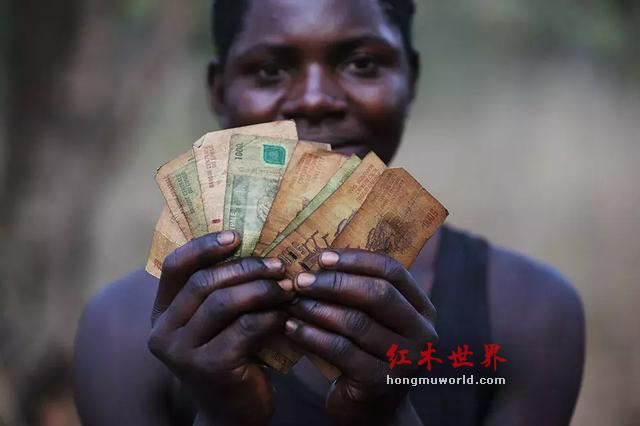 “滴血”的红木原材料与“隐形”的中国商人-11