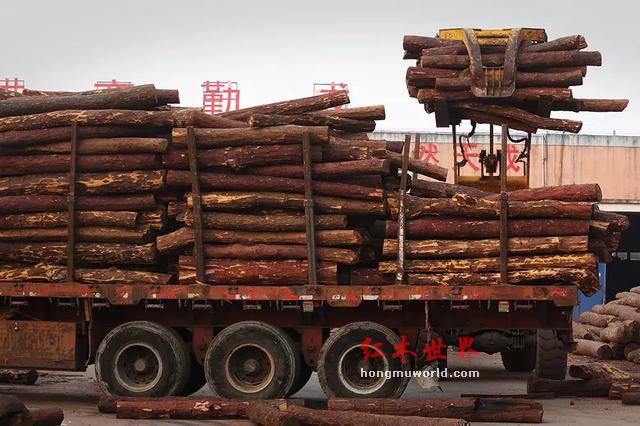 “滴血”的红木原材料与“隐形”的中国商人-19