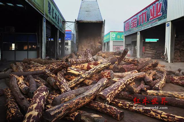 “滴血”的红木原材料与“隐形”的中国商人-20