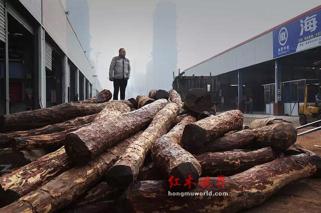“滴血”的红木原材料与“隐形”的中国商人-21